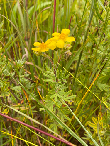 shrubby cinquefoil