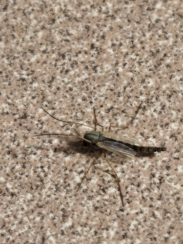 Glyptotendipes barbipes