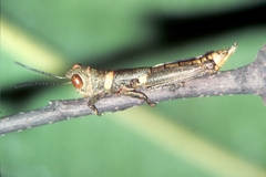 Hyleacris rubrogranulata