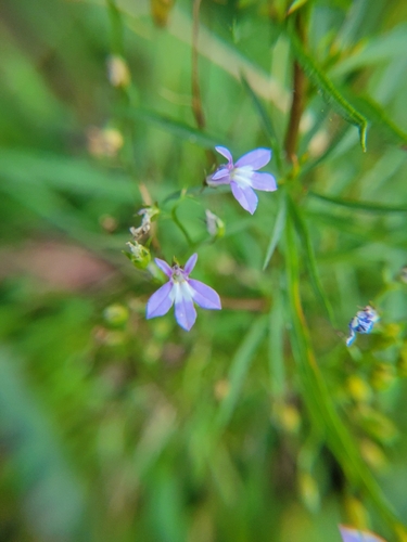 Lobelia kalmii, photograph 4