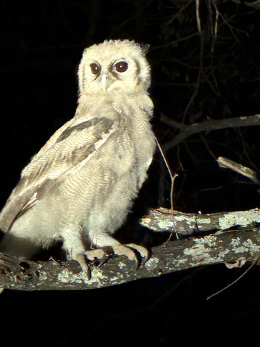 Verreaux's Eagle-Owl