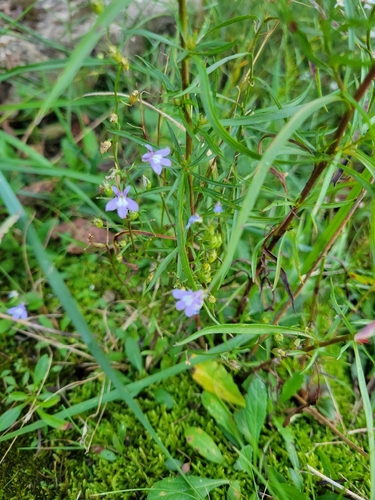 Lobelia kalmii, photograph 5