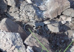 Microlophus atacamensis