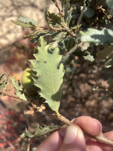 Quercus berberidifolia, photograph 5