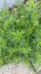Coreopsis verticillata