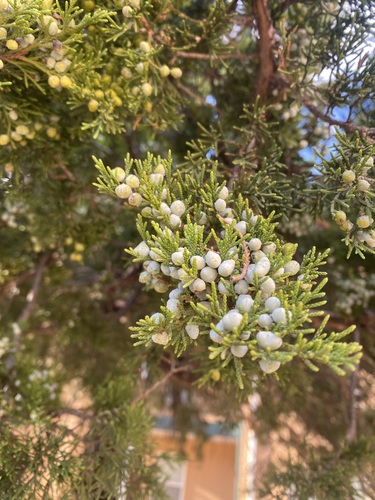 eastern redcedar