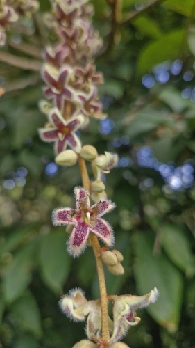 Sterculia guttata observed 2026-09-16