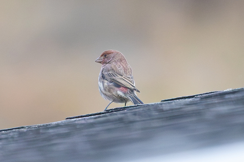 House Finch
