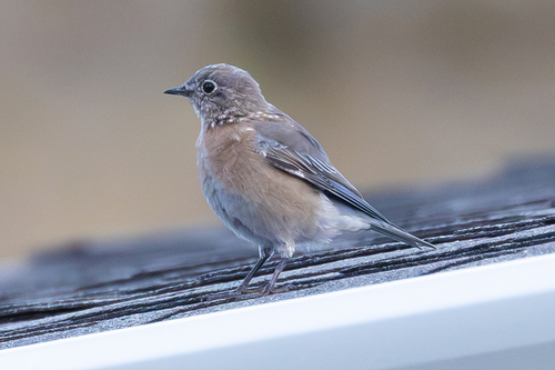 Western Bluebird