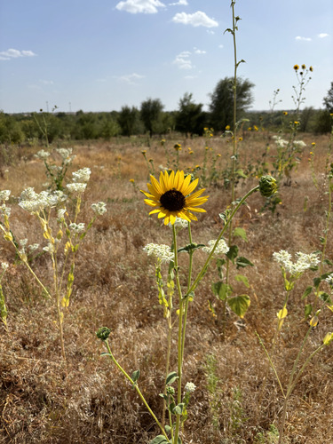 Common Sunflower
