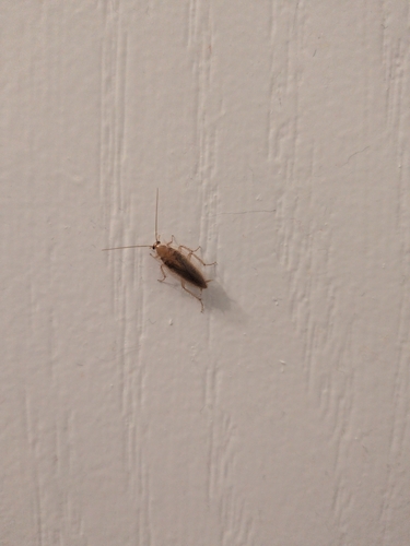 Tawny Cockroach