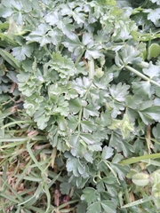 Oenanthe pimpinelloides