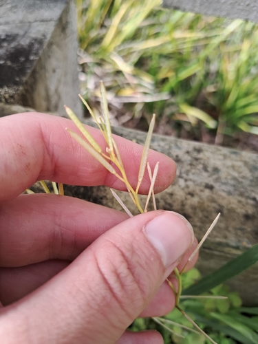 Cardamine hirsuta, photograph 1