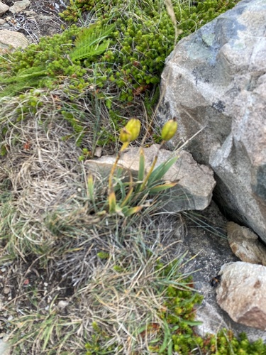 beach-head iris