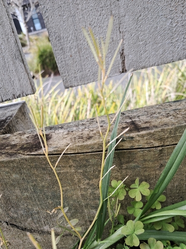 Cardamine hirsuta, photograph 2