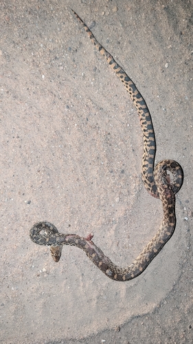 Gopher Snake