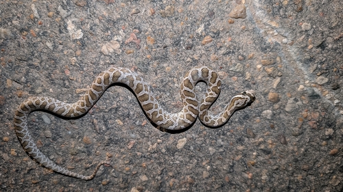 Great Plains Ratsnake