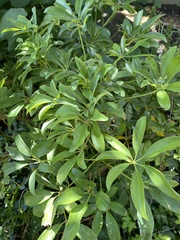 Schefflera