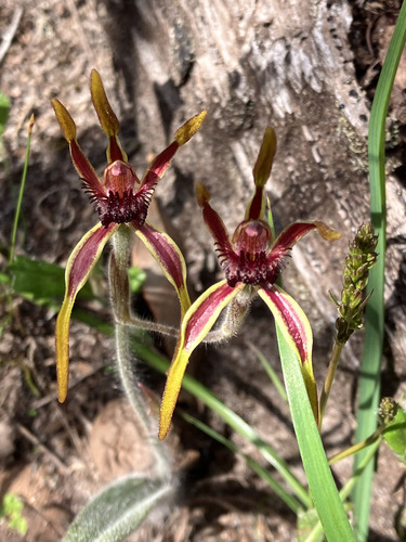 reaching spider orchid