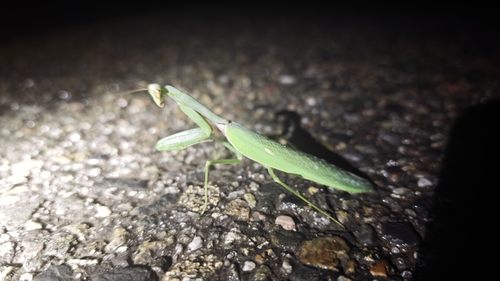 Chinese Reddish Mantis