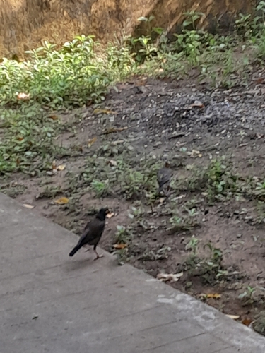 Common Myna