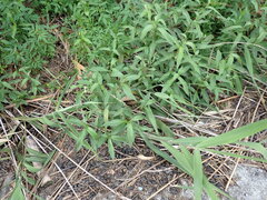 Persicaria japonica, photograph (c) W Rao, some rights reserved (CC BY)