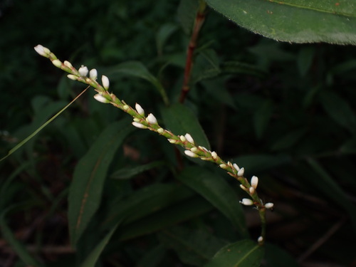 Persicaria japonica