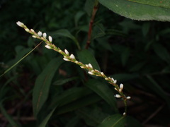 Persicaria japonica