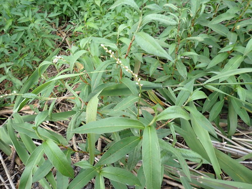 Persicaria japonica, photograph 1
