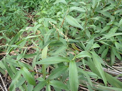 Persicaria japonica, photograph (c) W Rao, some rights reserved (CC BY)