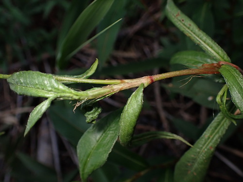 Persicaria japonica, photograph 2