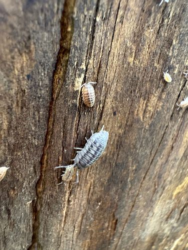 Nosy Pill Woodlouse