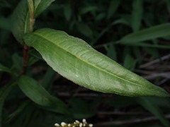 Persicaria japonica, photograph (c) W Rao, some rights reserved (CC BY)