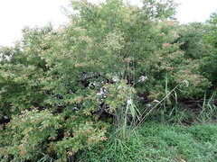 Salix chaenomeloides, photograph (c) W Rao, some rights reserved (CC BY)