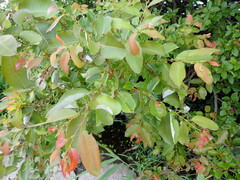 Salix chaenomeloides