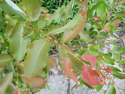 Salix chaenomeloides, photograph 2