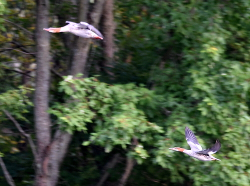 Common Merganser