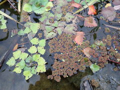 Azolla filiculoides, photograph (c) W Rao, some rights reserved (CC BY)