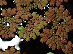 Azolla filiculoides, photograph (c) W Rao, some rights reserved (CC BY)