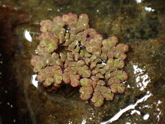 Azolla filiculoides, photograph (c) W Rao, some rights reserved (CC BY)