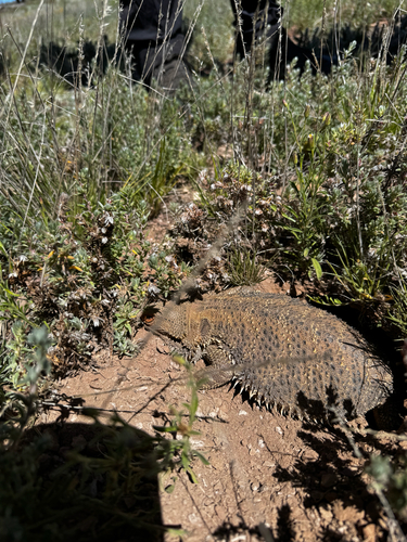 Central Bearded Dragon