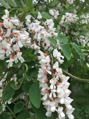 Robinia pseudoacacia