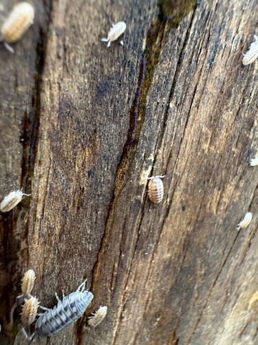 Common Pill Woodlouse