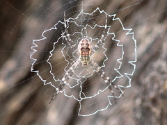 Argiope mascordi