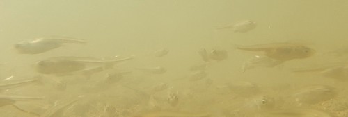 Craterocephalus eyresii
