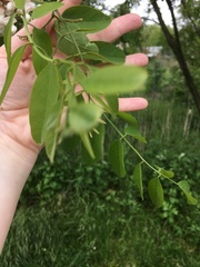 Robinia pseudoacacia