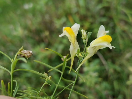 common toadflax