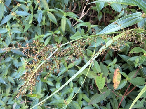 Carex filicina observed 2026-09-18