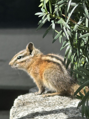 Yellow-pine Chipmunk
