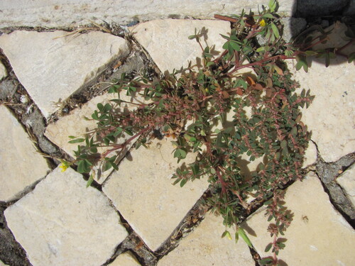 Spotted spurge